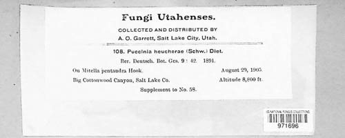 Puccinia heucherae image